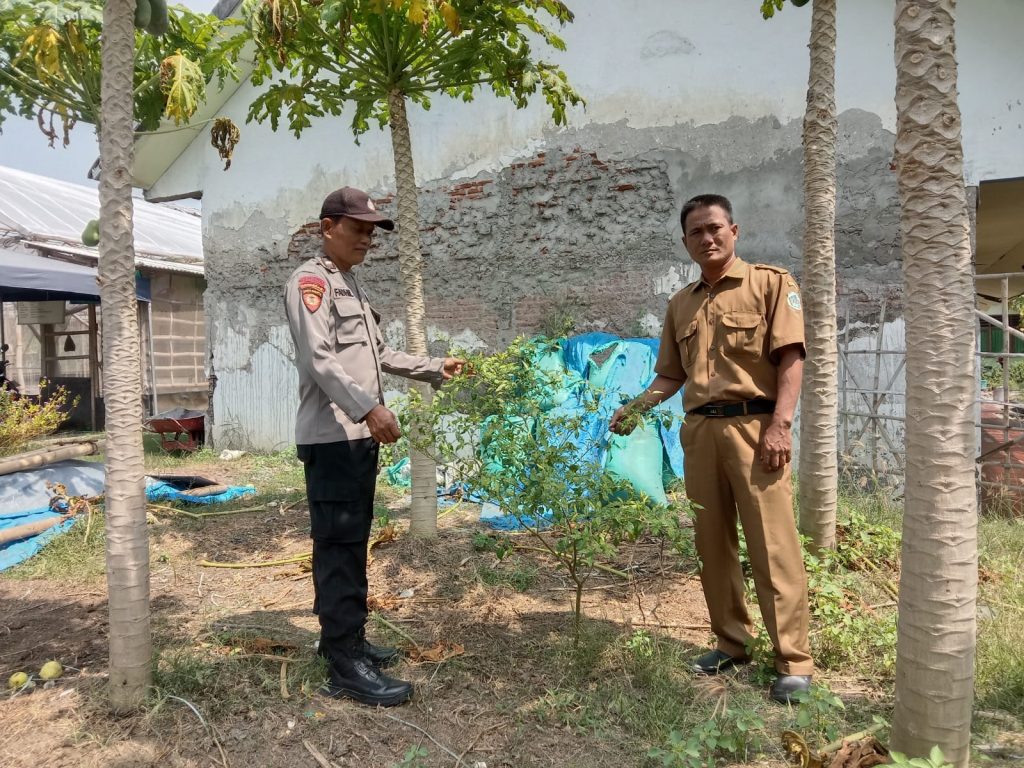 Warga Tanam Kelengkeng, Jeruk, Pepaya, Jambu, hingga Pisang