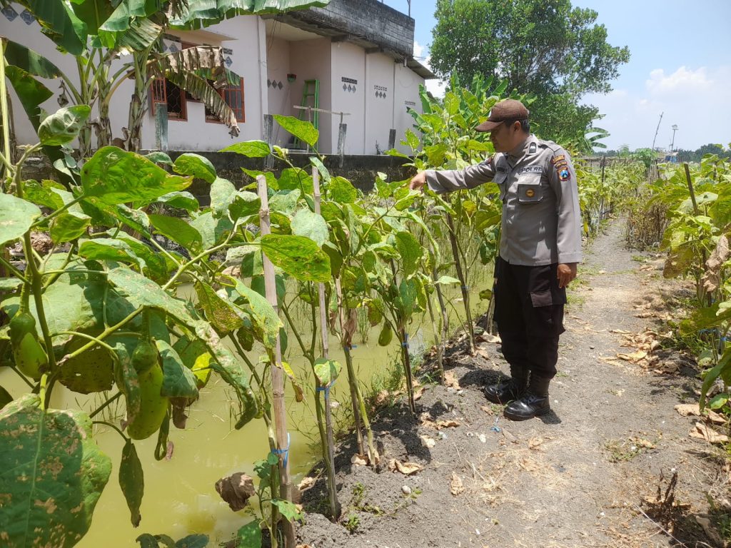 Polsek Kalitengah Sosialisasikan dan Monitoring Program Ketahanan Pangan di Desa Kalitengah