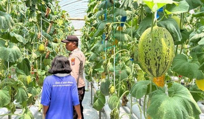 Polsek Maduran Monitoring Program Pekarangan Pangan Bergizi di Pangean