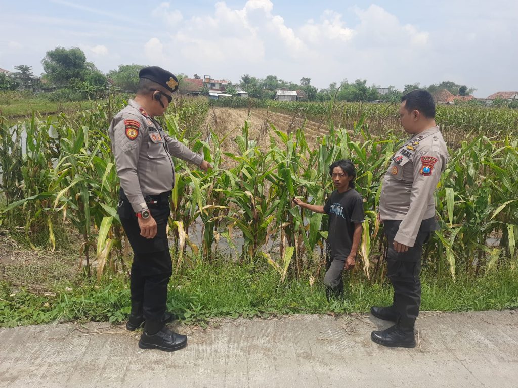 Polsek Turi Monitoring Ketahanan Pangan di Lahan Warga Kemlagi Gede