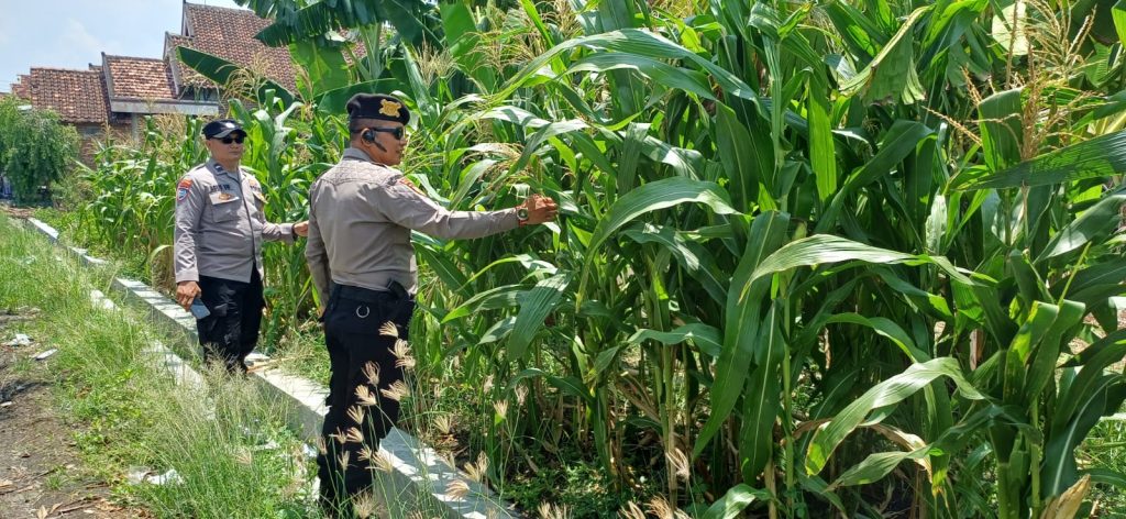 Jagung hingga Jeruk, Tanaman Bergizi di Geger Disorot Aparat