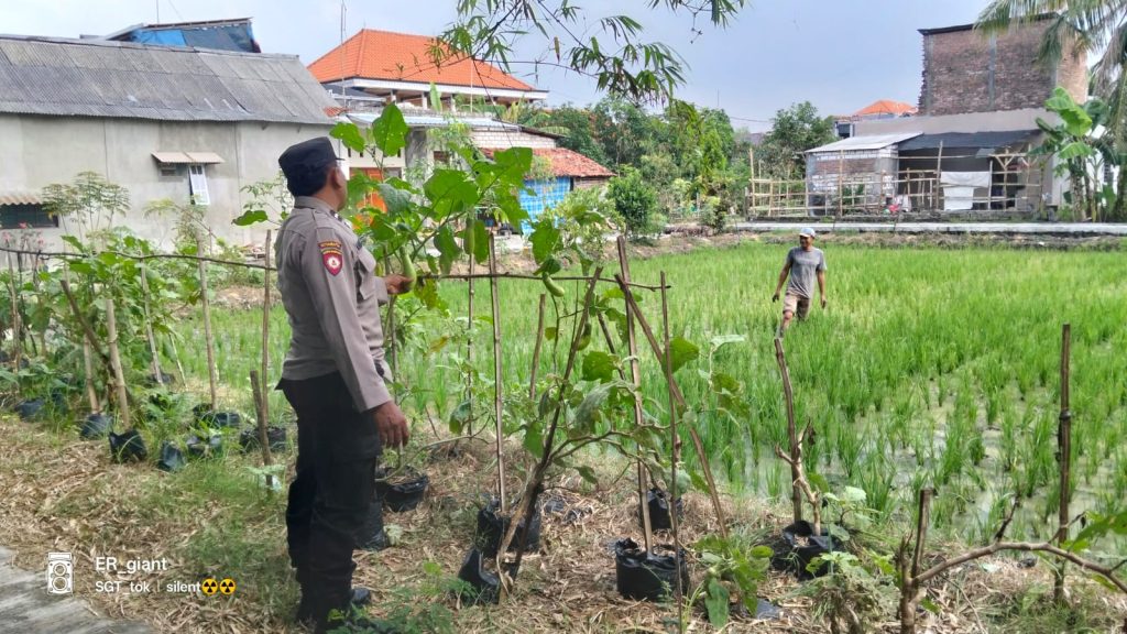 Tak Hanya Amankan Wilayah, Polsek Kalitengah Kini Amankan Pangan Warga!