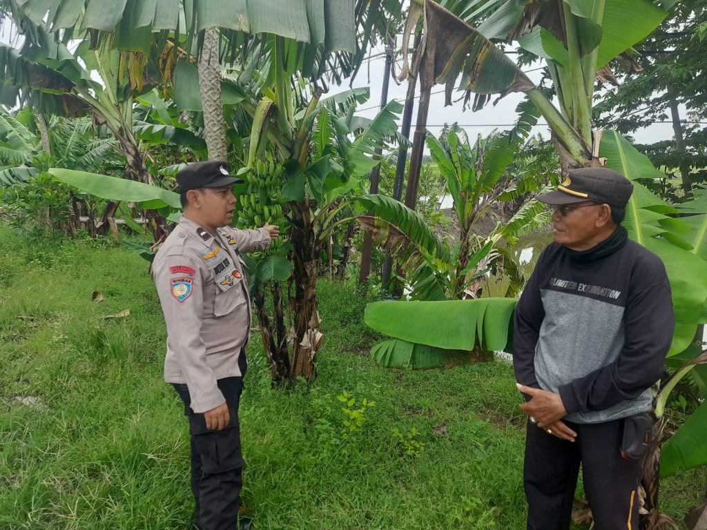 Polsek Turi Dukung Program Ketahanan Pangan, Kapolsek Tinjau Lahan Pekarangan Warga di Desa Kemlagi Gede