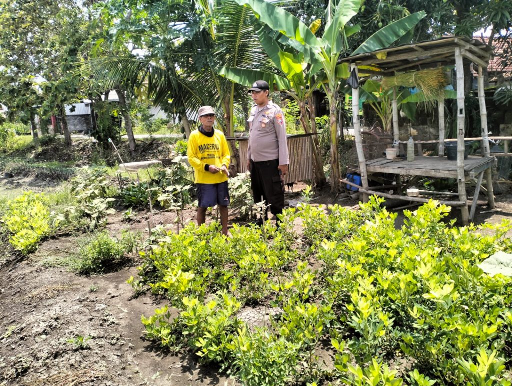 Polsek Maduran Dorong Warga Wujudkan Ketahanan Pangan Lewat Pekarangan Bergizi