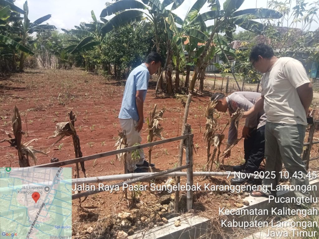 Polsek Karanggeneng Dukung Program Pangan Bergizi Lewat Monitoring Lahan Jagung di Kendalkemlagi