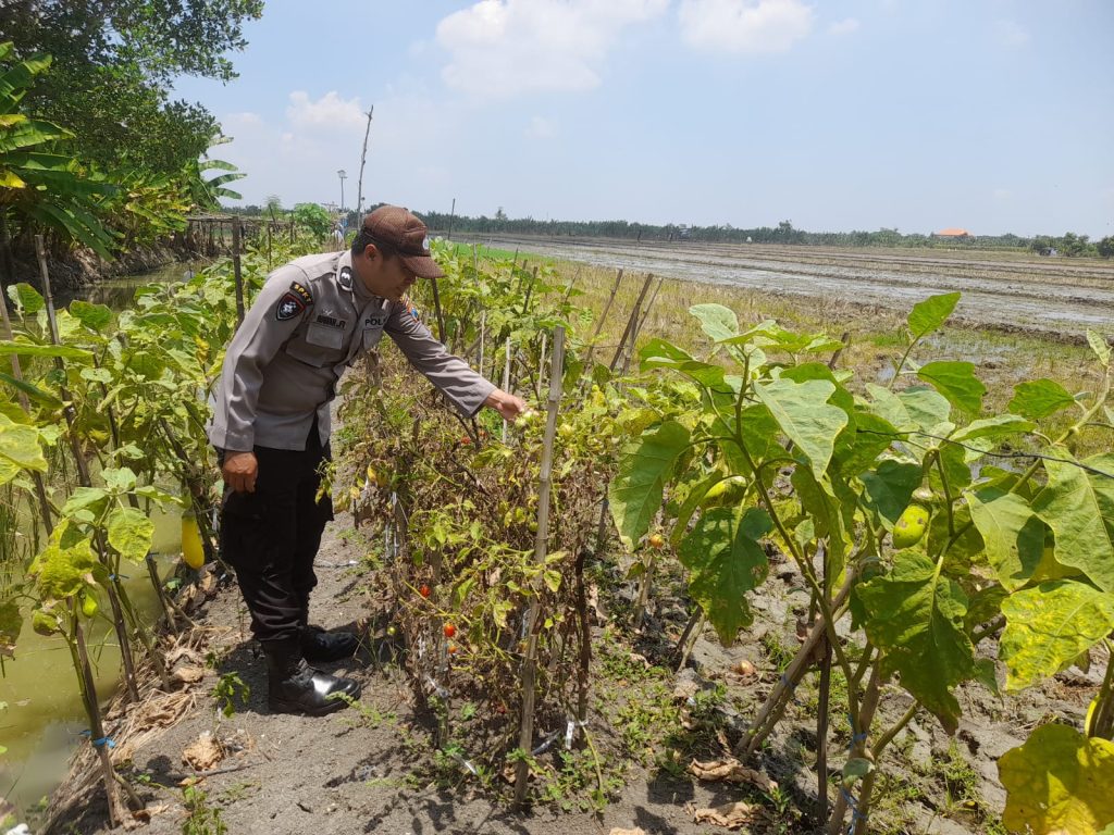 Polsek Kalitengah Dukung Ketahanan Pangan, Pantau Tanaman Bergizi di Pekarangan Warga