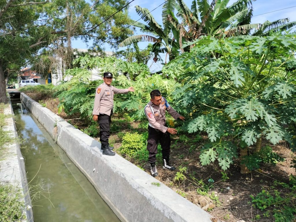Polsek Turi Laksanakan Monitoring Program P2B Tanaman Bergizi di Desa Turi