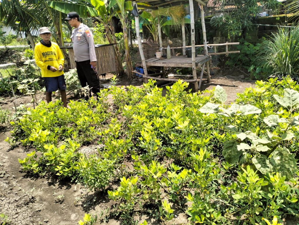 Polsek Maduran Dorong Warga Manfaatkan Pekarangan untuk Tanaman Bergizi dalam Program Ketahanan Pangan