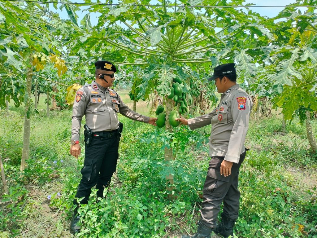 Polsek Turi Dukung Ketahanan Pangan, Pantau Program P2B Tanaman Bergizi di Desa Jalak
