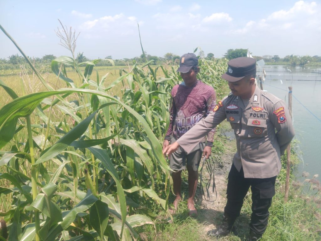 Monitoring Program P2B, Polsek Turi Dukung Ketahanan Pangan Melalui Tanaman Bergizi di Pekarangan Warga