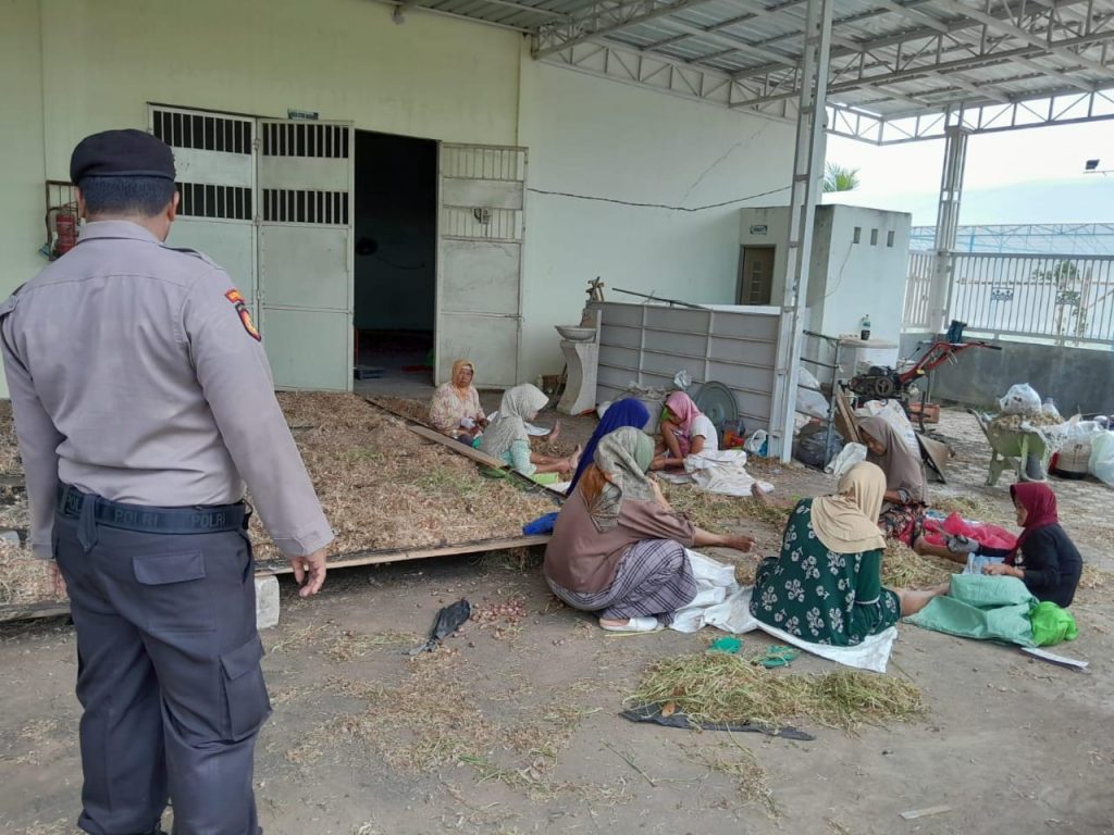 Monitoring P2B di Lahan Desa Kalitengah, Polsek Kalitengah Pastikan Proses Sortir Bawang Merah Berjalan Lancar