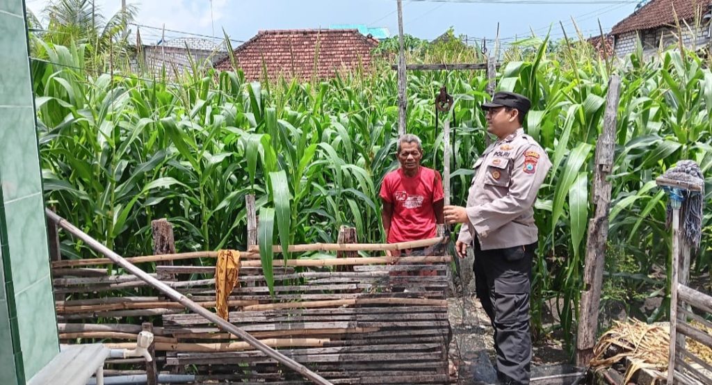 Dorong Ketahanan Pangan, Polsek Maduran Gelar Monitoring P2B di Desa Siwuran