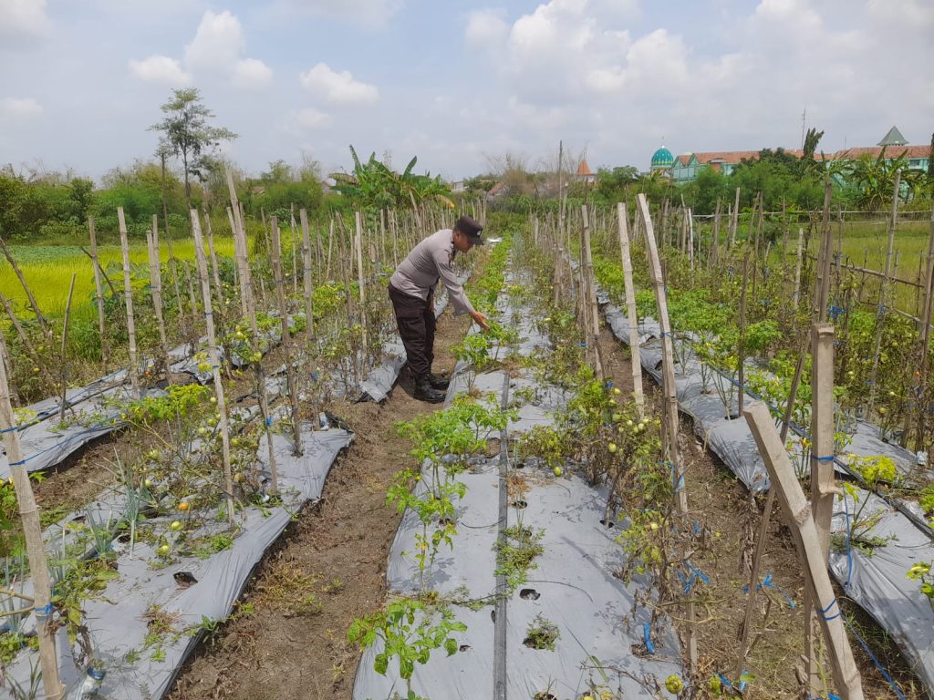 POLSEK KALITENGAH GELAR MONITORING P2B TANAMAN BERGIZI, PERKUAT KETAHANAN PANGAN WILAYAH