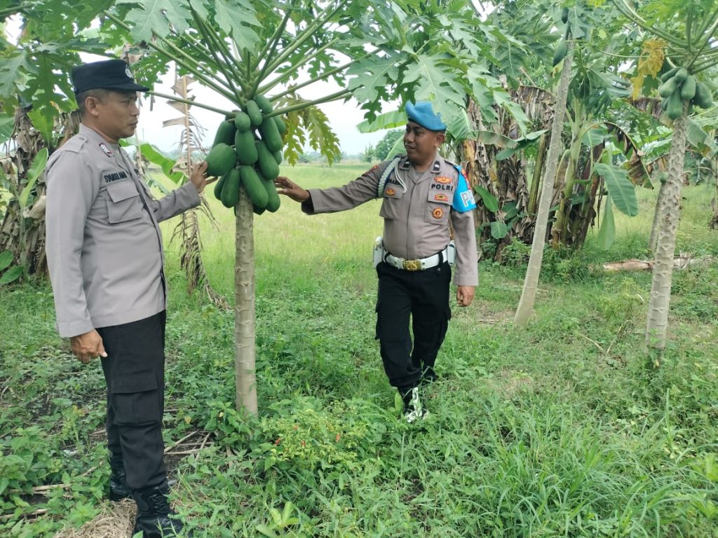 Dukung Asta Cita Presiden, Polsek Turi Lakukan Monitoring P2B Tanaman Bergizi di Desa Sukorejo