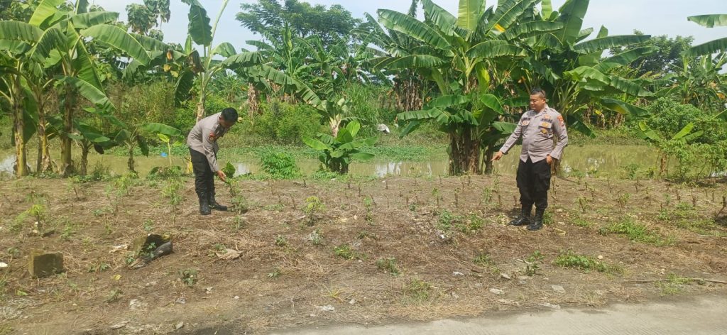 Pekarangan Jadi Harapan: Polsek Turi Intensifkan Monitoring P2B di Ngujungrejo