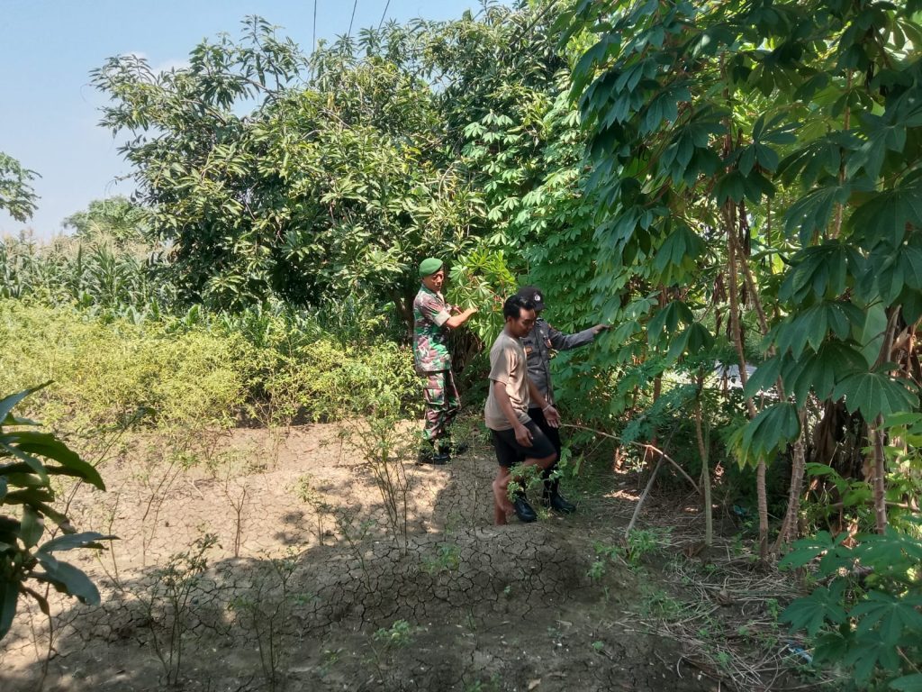 Polsek Turi Dorong Ketahanan Pangan Warga, Pekarangan Jadi Ladang Harapan di Musim Penghujan