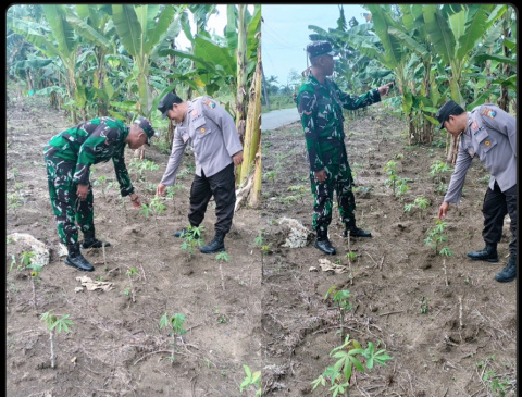 Monitoring Program P2B di Ngujungrejo, Polsek Turi Dorong Ketahanan Pangan Berbasis Pekarangan