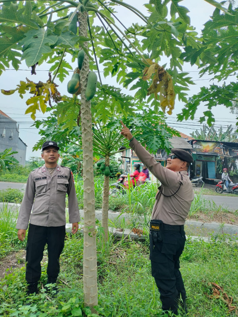 P2B Melejit di Sukorejo! Polsek Turi Dorong Warga Mandiri Pangan dari Pekarangan
