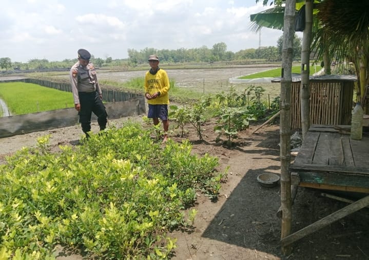 Polsek Maduran Monitoring Pekarangan Pangan Bergizi di Desa Pangean