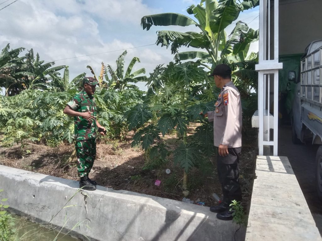 Polsek Turi Intensifkan Patroli P2B, Kawal Ketahanan Pangan Lewat Pemantauan Pekarangan, Sawah, dan Tambak