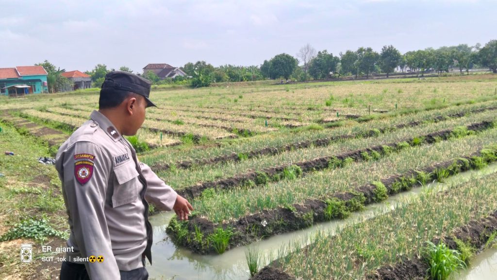 Polsek Kalitengah Monitoring P2B Dorong Ketahanan Pangan di Desa Kalitengah
