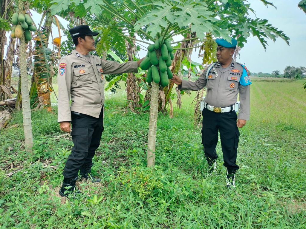Dukung Ketahanan Pangan, Polsek Turi Monitoring P2B Tanaman Bergizi di Desa Sukorejo
