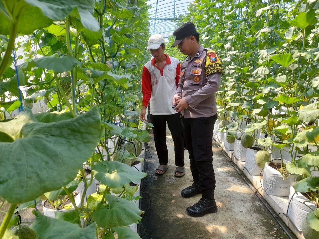 Polsek Kalitengah Monitoring P2B Tanaman Melon Bergizi di Pekarangan Warga, Dukung Asta Cita Presiden