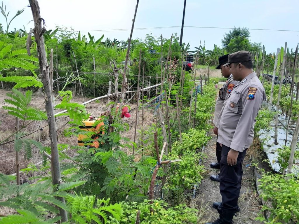 Monitoring P2B di Kalitengah, Polisi Pastikan Pekarangan Pangan Bergizi Dukung Ketahanan Pangan Warga