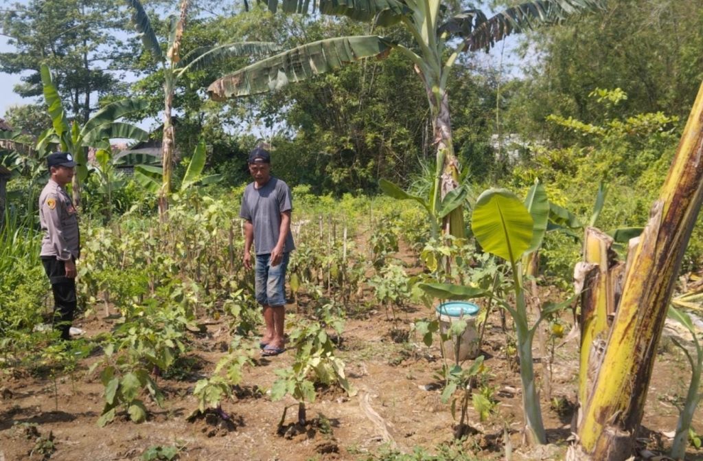 Polisi Turun ke Kebun! Polsek Karanggeneng Ganyang Malas Tanam, Motivasi Warga Panen Cabai-Terong-Tomat untuk Ketahanan Pangan Nasional