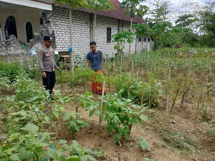 AKSI NYATA POLSEK KARANGGENENG! Monitoring Pekarangan Bergizi di Mertani, Motivasi Warga Panen Cabai-Terong-Tomat untuk Ketahanan Pangan