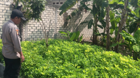 Polsek Turi Turun Langsung ke Wangunrejo, Pekarangan Warga Penuh Kelengkeng-Jeruk, Program Pangan Bergizi Digenjot